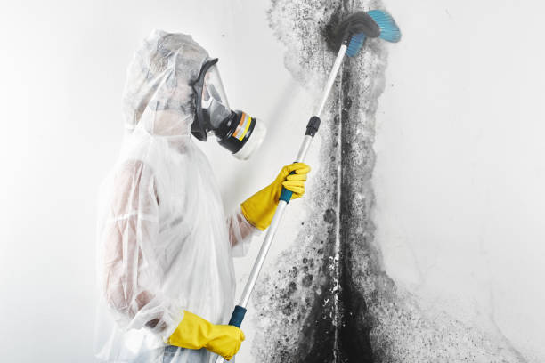 Best Real Estate Mold Inspection  in Los Alamos, NM
