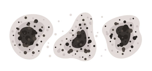 Best Mold-Related Health Consultation  in Los Alamos, NM