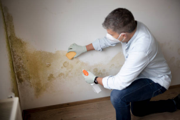  Los Alamos, NM Mold Removal Pros